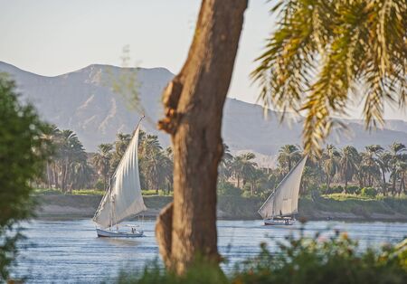 Traditional Egyptian felluca river boat sailing on the Nile with trees in foregroundの写真素材