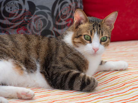 Closeup of cute domestic tabby house cat felis catus relaxing indoor at home lying on chairの写真素材