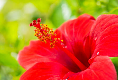 Close-up detail of a red hibiscus rosa sinensis flower petals and stigma in gardenの写真素材