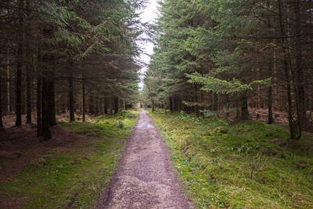 Track through a remote woodland forest in rural countryside landscape in winter