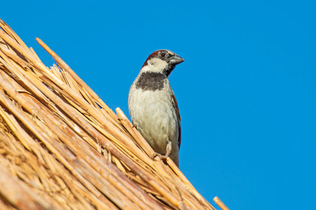 House sparrow passer domesticus stood perched on top of straw thatched roof against blue sky backgroundの写真素材