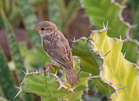 Juvenile house sparrow passer domesticus stood perched on leaf frond of cactus plant in wild gardenの写真素材