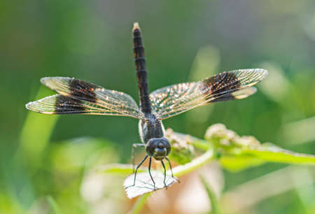 Closeup macro detail of wandering glider dragonfly Pantala flavescens perched on a leaf of plant in gardenの写真素材