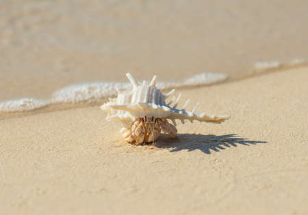 Closeup detail of hermit crab in a white spiky seashell on sandy tropical beach with shadow
