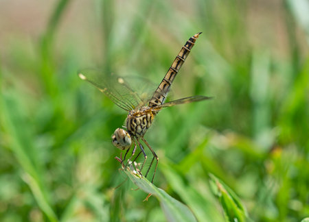 Closeup macro detail of wandering glider dragonfly Pantala flavescens perched on a blade of grass in...
