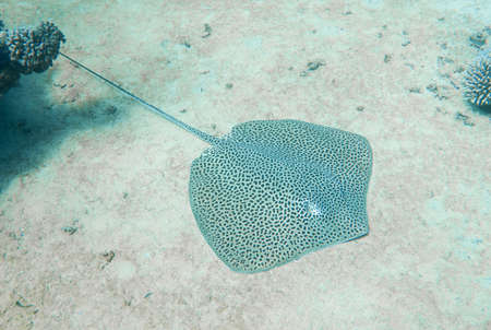 Large honeycomb whipray stingray underwater on sandy sea bed on tropical coral reef