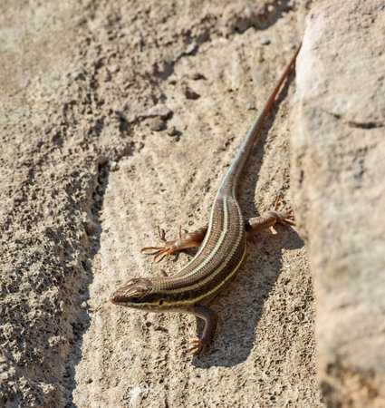 Blue-tailed skink lizard stood on a stone rock in rural countryside garden sunbathingの写真素材