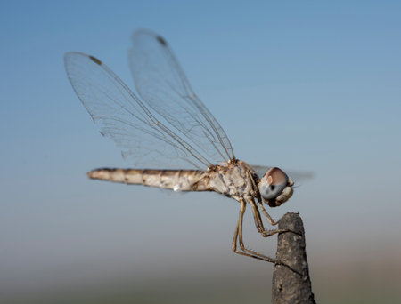 Closeup macro detail of wandering glider dragonfly Pantala flavescens perched on metal fence post in gardenの写真素材