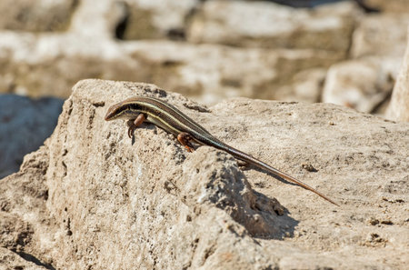 Blue-tailed skink lizard stood on a stone rock in rural countryside garden sunbathingの写真素材