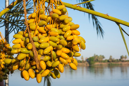 Panoramic landscape view across nile river to luxor west bank with ripening dates in foreground...