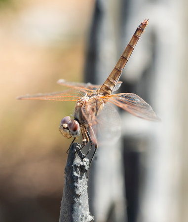 Closeup macro detail of wandering glider dragonfly Pantala flavescens perched on metal fence post in gardenの写真素材