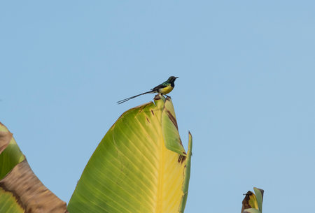 Nile Valley sunbird bird Hedydipna metallica perched on a large leaf against blue sky backgroundの写真素材