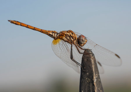 Closeup macro detail of wandering glider dragonfly Pantala flavescens perched on metal fence post in gardenの写真素材