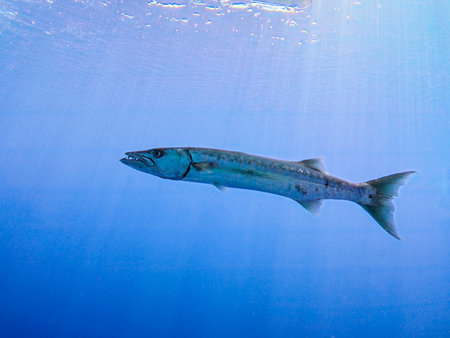 Large great barracuda Sphyraena barracuda swimming in blue open water with sunlight sunbeams in backgroundの写真素材