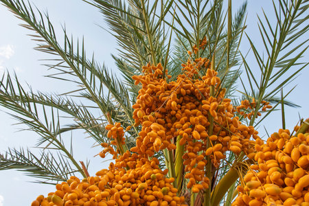 Closeup detail view of palm tree fronds with large bunch of ripening dates in foreground hangingの写真素材