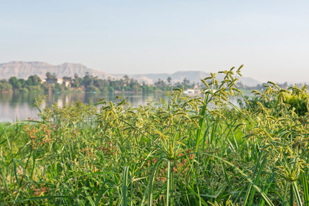 Panoramic landscape view across large river in africa with grass reeds in foregroundの写真素材