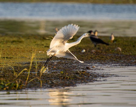 Great egret ardea alba taking off flying on edge of river bank wetlands in grass reeds
