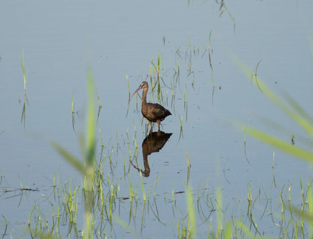 Glossy ibis Plegadis falcinellus stood on edge of river bank wetlands in grass reedsの写真素材