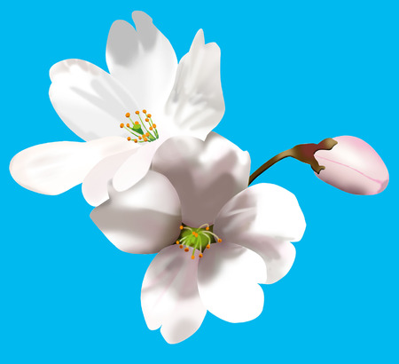 cherry Blossomのイラスト素材