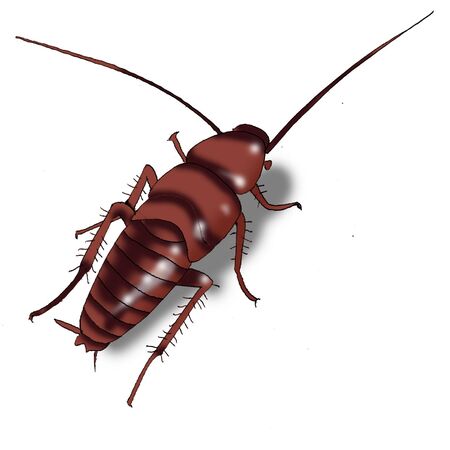 cockroach