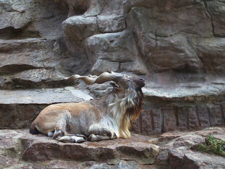 markhor Moscow zoo at sunset. Wildの写真素材