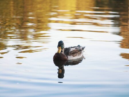 Male mallard swimming on a pond with clear water in search of food. Beautiful wildlife photos.の写真素材