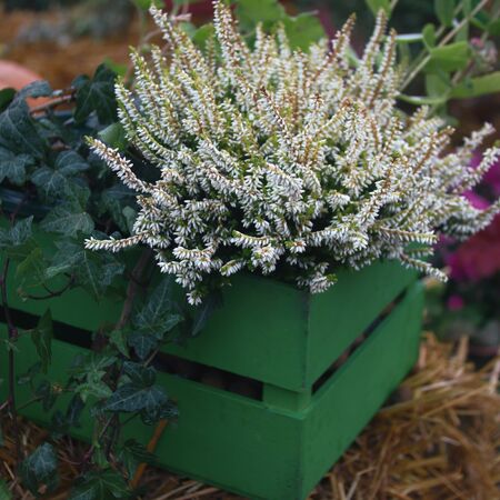 autumn white flowers in green boxes. autumn backgroundの写真素材