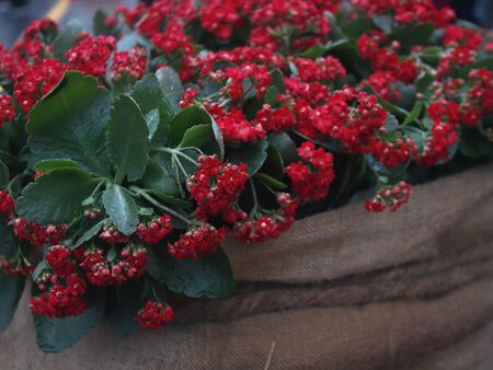 autumn red flowers on a beautiful background in burlap flowers closeupの写真素材
