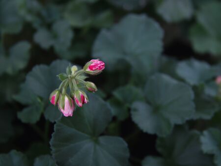 buds blooming pink roses on a background of green leaves