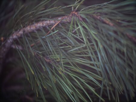 Background of spruce tree branches
