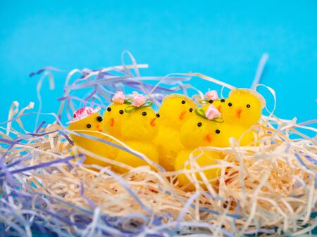 Easter Chicks and Eggs in Nest.concept of the Easter holiday and greeting cards. decorative chickens with Easter eggsの写真素材