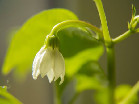 A blooming chili pepper flower.の写真素材