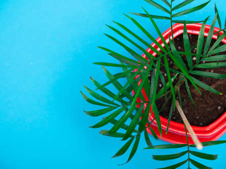 a young palm tree in a red pot on a blue backgroundの写真素材