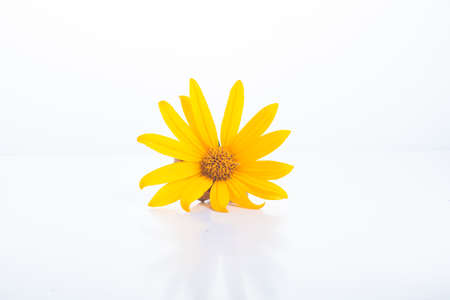 Yellow flowers macro photography isolated on whiteの写真素材
