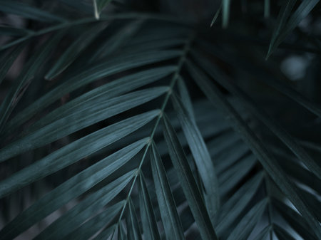Dark green tropical palm leaves on black backgroundの写真素材