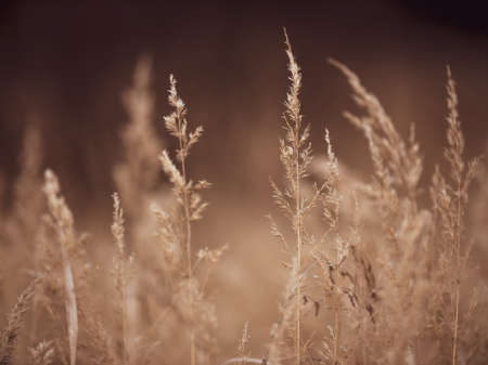 Close-up Ear of dry grass in the autumn meadow. The background is blurry.