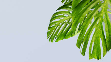 Tropical leaves Monstera on gray background. 3d rendering. trend colorの写真素材