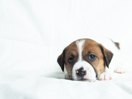 Parson Russell Terrier puppies in front of white backgroundの写真素材