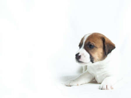 Parson Russell Terrier puppy standing in front of white backgroundの写真素材