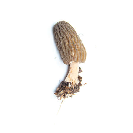 morel mushrooms on a white background. isolates photo mushrooms close up. National mushroom of Great Britain and the state of Minnesota.の写真素材
