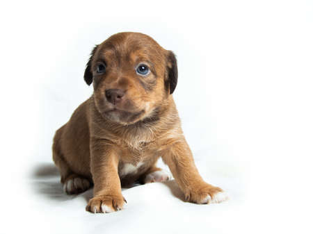Cute Parson Russell Terrier puppies in front of white backgroundの写真素材
