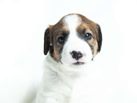 Parson Russell Terrier puppy sitting in front of white backgroundの写真素材