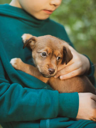 puppy Jack Russell Terrier sitting in the owner's hands. Portrait of a little dog.の写真素材