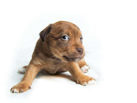 Brown Parson Russell Terrier puppies in front of white backgroundの写真素材