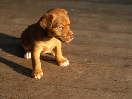 the puppy is sitting on the asphalt in the rays of the departing sun