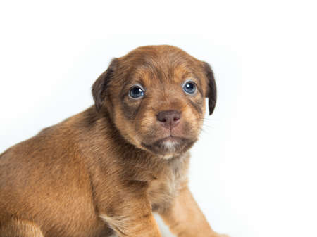 Funny Parson Russell Terrier puppies in front of white backgroundの写真素材
