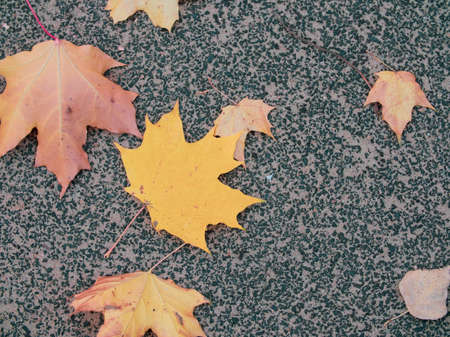 Autumn fallen yellow and red leaves on asphaltの写真素材