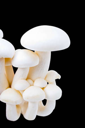 A group of wild mushrooms isolated on blackの写真素材