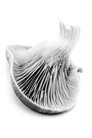An artistic study in black and white of a mushroomの写真素材