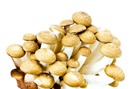 Some wild and edible mushrooms on whiteの写真素材